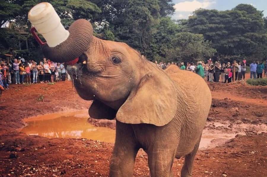 Nairobi: David Sheldrick Elephant Orphanage Visit - Why the one-hour elephant session matters