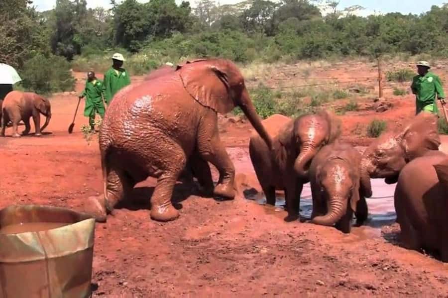 Nairobi: David Sheldrick Elephant Orphanage Visit - At the David Sheldrick Wildlife Trust