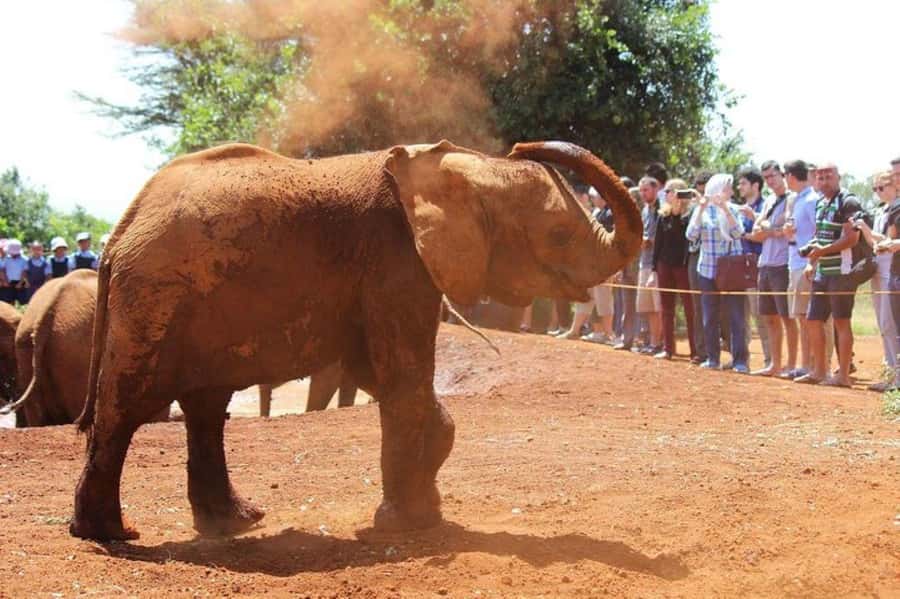 Nairobi: David Sheldrick Elephant Orphanage Visit - The timing problem: 9:00 AM pickup for an 11:00 AM entry