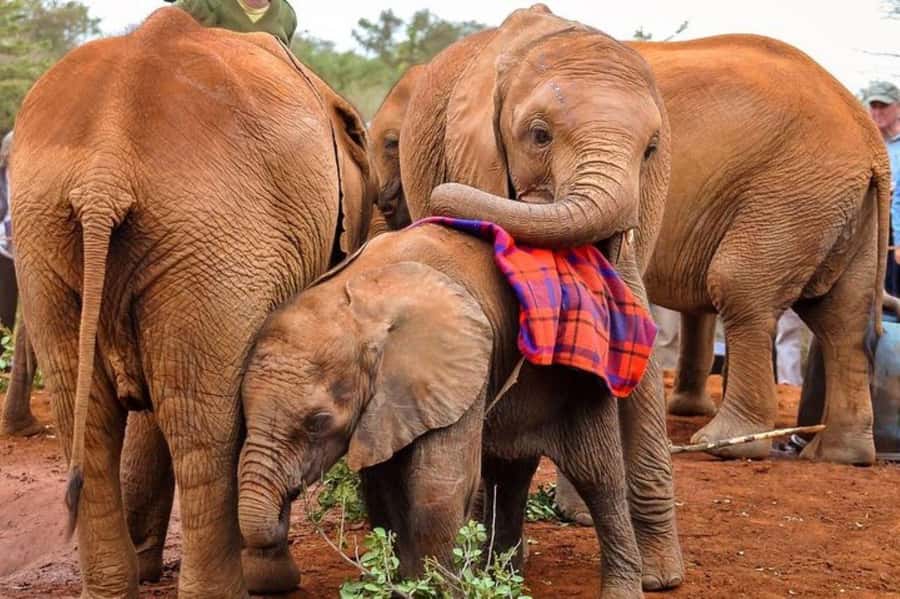 Nairobi: David Sheldrick Elephant Orphanage Visit - What the $85 price really covers