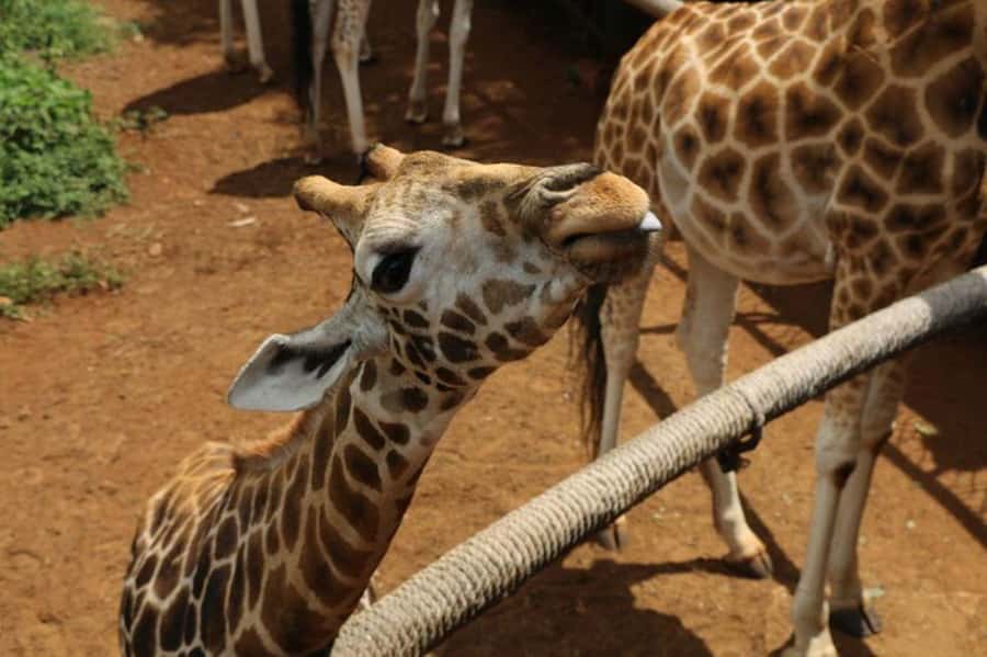 Nairobi: David Sheldrick Elephant Orphanage Visit - Guide quality and the private-tour question