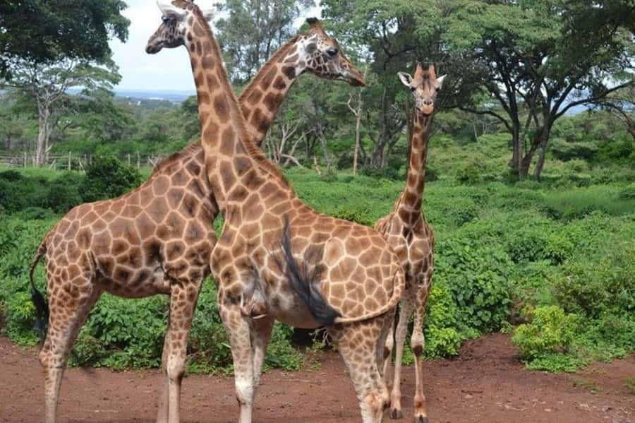 Nairobi: David Sheldrick Elephant Orphanage Visit - Adding lunch, photos, or shopping in Nairobi