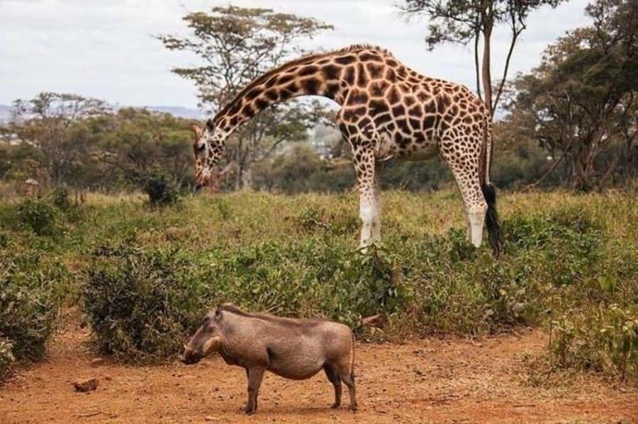 Nairobi: David Sheldrick Elephant Orphanage Visit - Should you book the David Sheldrick visit?