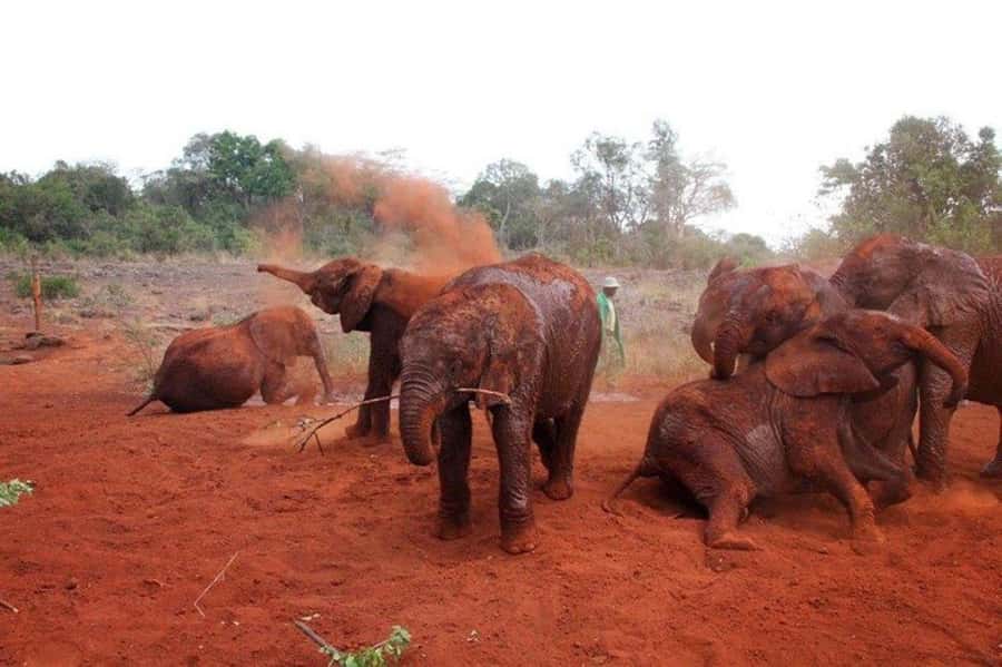 Nairobi: David Sheldrick Elephant Orphanage Visit - Leaving Nairobi and reaching the trust