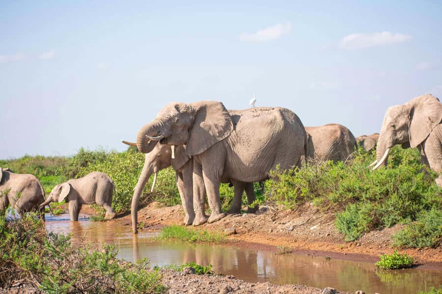 Nairobi: Day Tour to Amboseli National Park & Maasai Village - Key points before you book