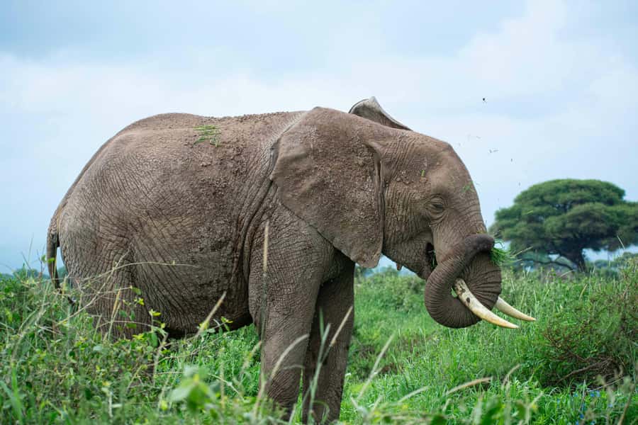 Nairobi: Day Tour to Amboseli National Park & Maasai Village - Who should book this Amboseli day tour