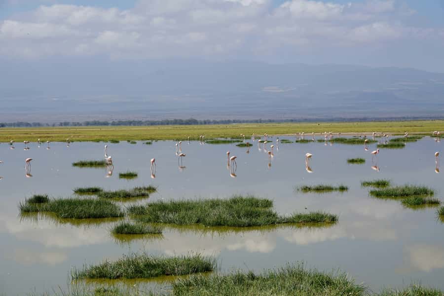 Nairobi: Day Tour to Amboseli National Park & Maasai Village - Why Amboseli makes this day trip worthwhile