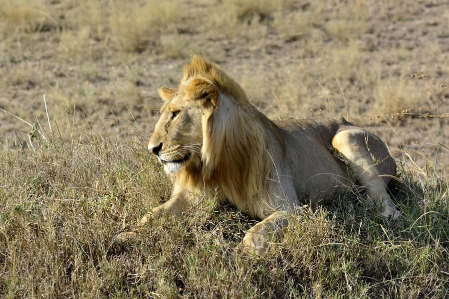 Nairobi: Day Tour to Amboseli National Park & Maasai Village - Entering Amboseli National Park