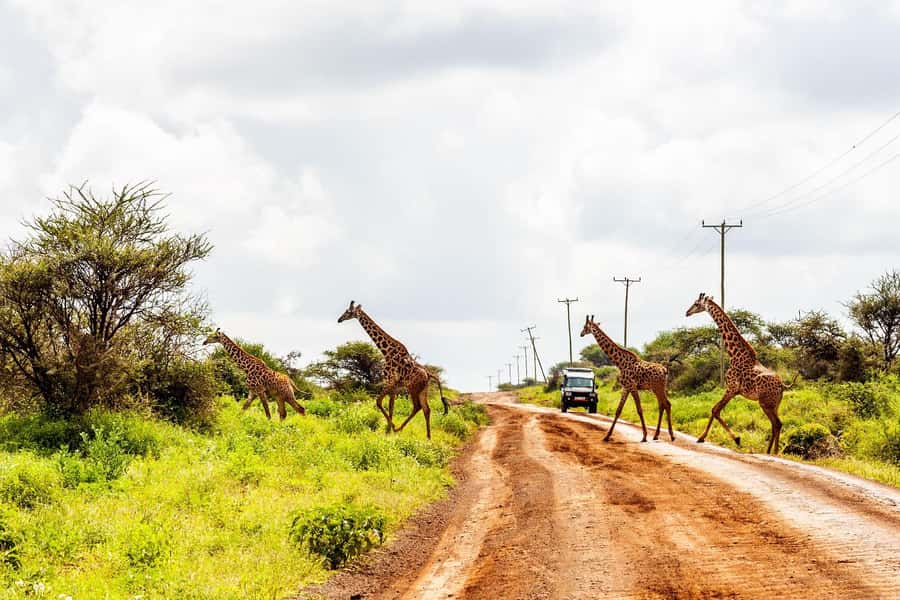 Nairobi: Day Tour to Amboseli National Park & Maasai Village - Lunch requires a little planning
