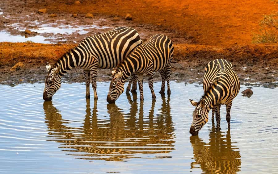 Nairobi: Day Tour to Amboseli National Park & Maasai Village - The return drive is where the 12-hour estimate gets tested