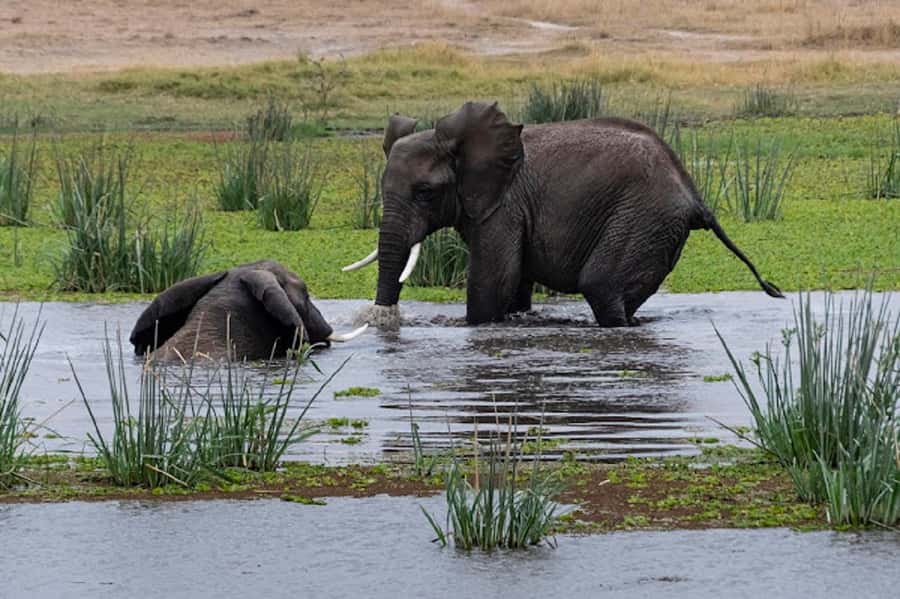 Nairobi: Day Trip to Amboseli National Park - Why Amboseli works as a Nairobi day trip
