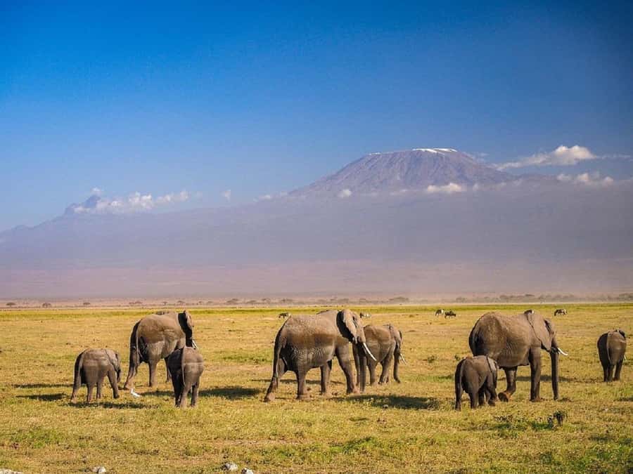 Nairobi: Day Trip to Amboseli National Park - Entering Amboseli at about 10:00 AM