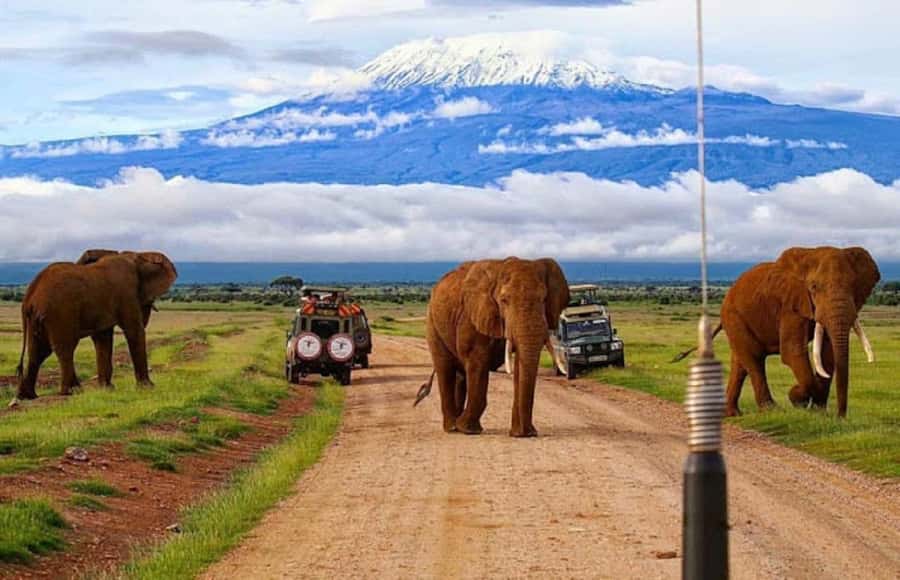Nairobi: Day Trip to Amboseli National Park - Afternoon game drive through marsh areas