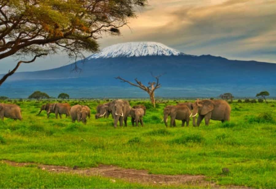Nairobi:Day trip to Amboseli National park & Maasai village - Key points to know before booking