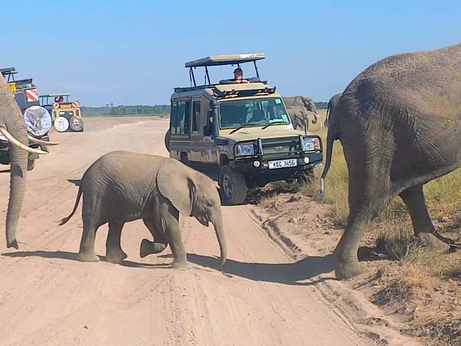 Nairobi:Day trip to Amboseli National park & Maasai village - Game drives across the Amboseli savannah
