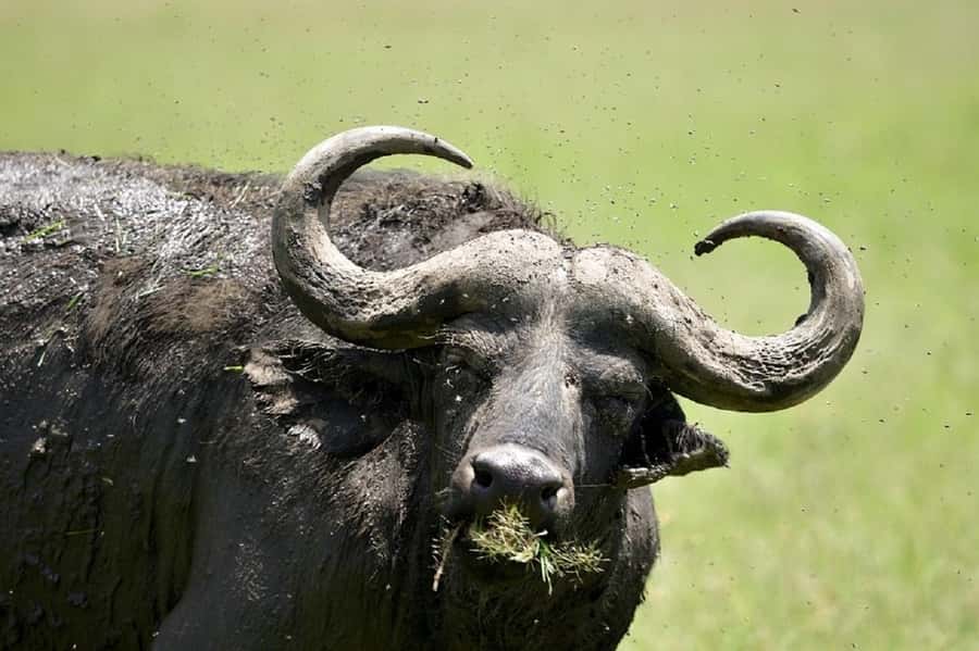 Nairobi:Day trip to Amboseli National park & Maasai village - The Maasai village visit adds a cultural stop