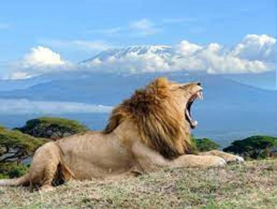 Nairobi:Day trip to Amboseli National park & Maasai village - What the pop-up-roof van means for you