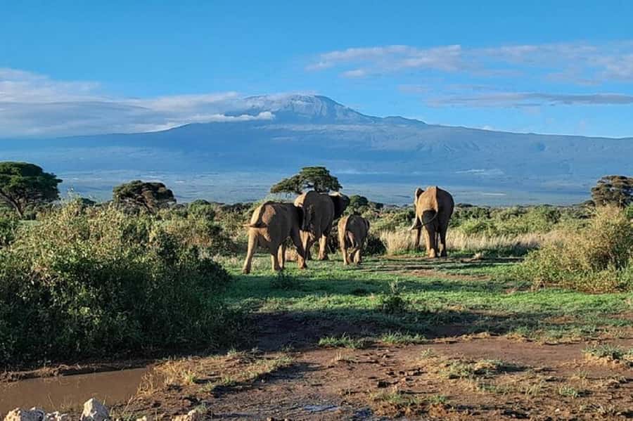 Nairobi:Day trip to Amboseli National park & Maasai village - Who will enjoy this Amboseli day trip?