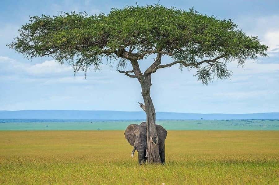 Nairobi:Day trip to Amboseli National park & Maasai village - Practical details that affect the day