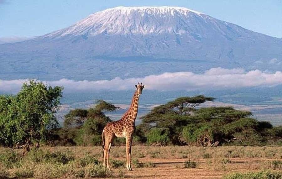 Nairobi:Day trip to Amboseli National park & Maasai village - Mount Kilimanjaro sets the scene