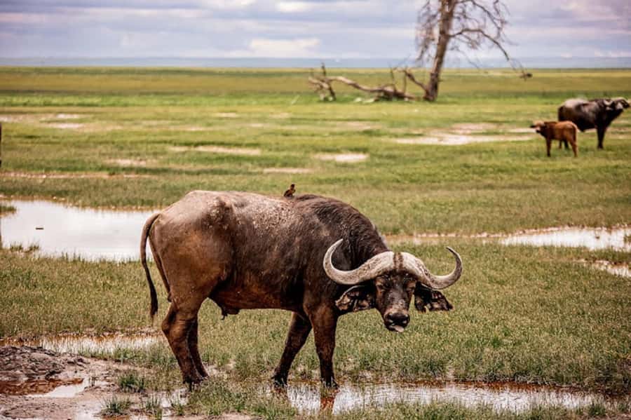 Nairobi: Day Trip to Amboseli National Park - The 6:00 AM departure and four-hour road journey