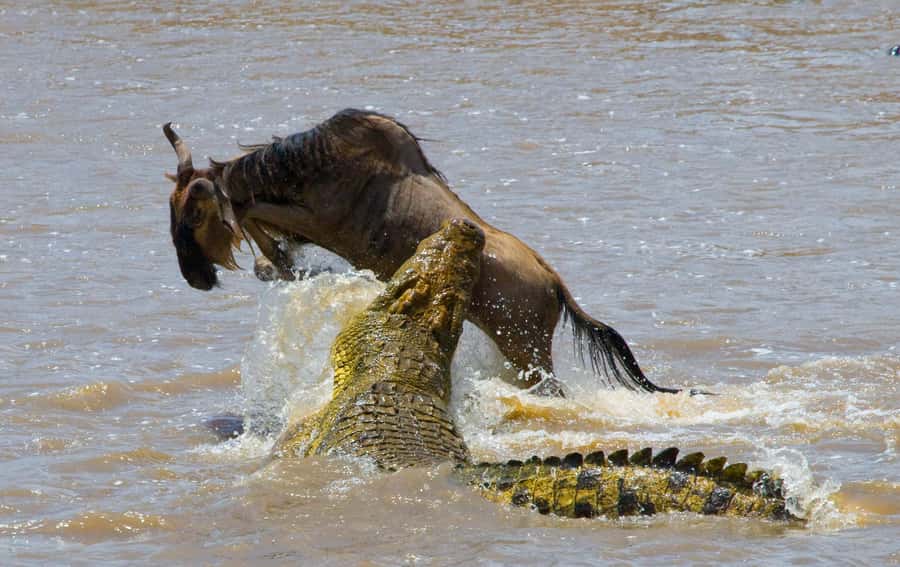 Nairobi: Day Trip to Maasai Mara Reserve & Maasai village - The real shape of this Nairobi to Maasai Mara day trip