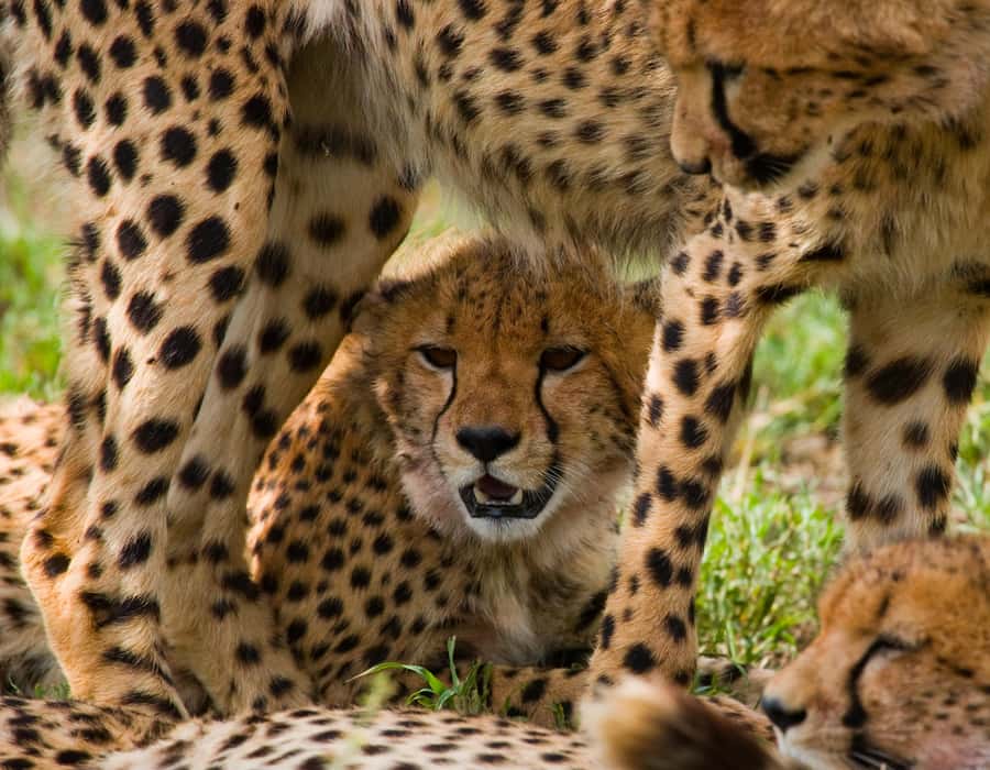 Nairobi: Day Trip to Maasai Mara Reserve & Maasai village - Entering Maasai Mara and finding the Big Five