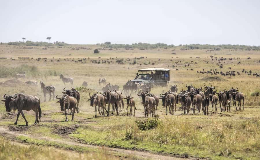 Nairobi: Day Trip to Maasai Mara Reserve & Maasai village - The second game drive is worth protecting