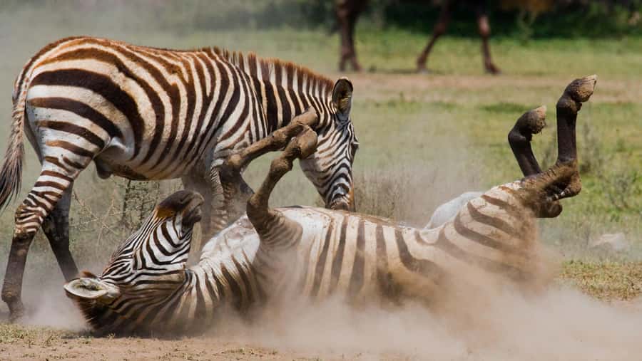 Nairobi: Day Trip to Maasai Mara Reserve & Maasai village - Who should book this safari