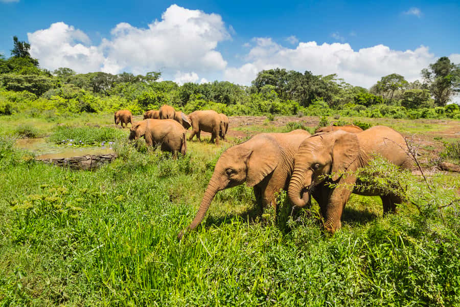 Nairobi: Elephant Orphanage, Beads Factory , giraffe center - Key points to know before booking