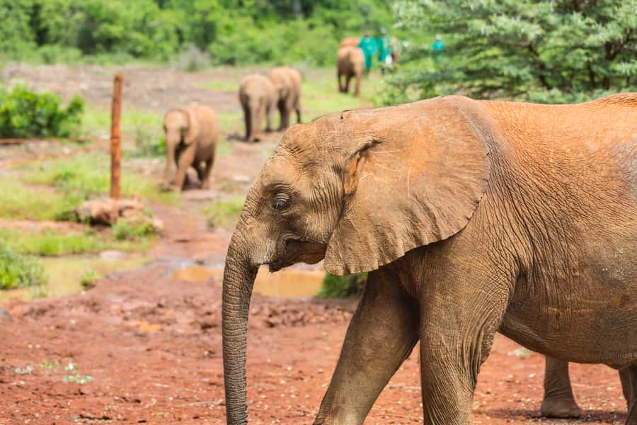 Nairobi: Elephant Orphanage, Beads Factory , giraffe center - The guide and the pace of the morning