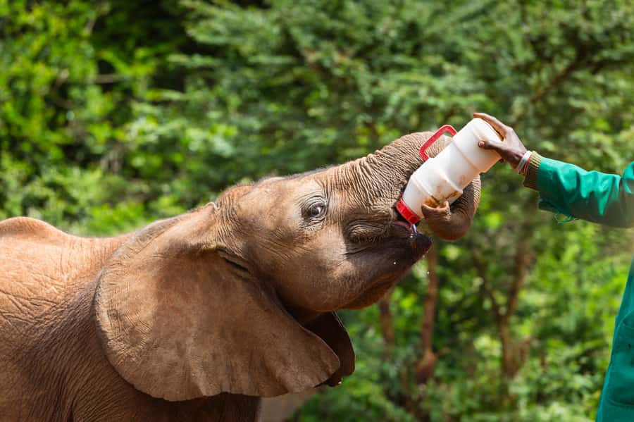 Nairobi: Elephant Orphanage, Beads Factory , giraffe center - Sheldrick Wildlife Trust and the baby elephants