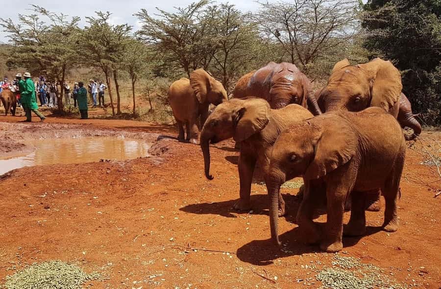 Nairobi: Elephant Orphanage Trust and Giraffe Center Tour - What the private Nairobi vehicle changes