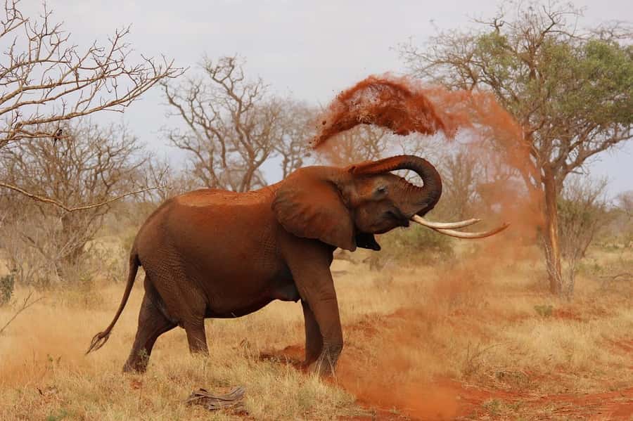 Nairobi: Elephant Orphanage Trust and Giraffe Center Tour - Kazuri Beads, a useful local craft stop