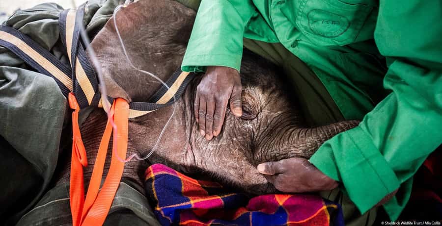 Nairobi: Elephant Orphanage Trust and Giraffe Center Tour - What the guide can add to the day