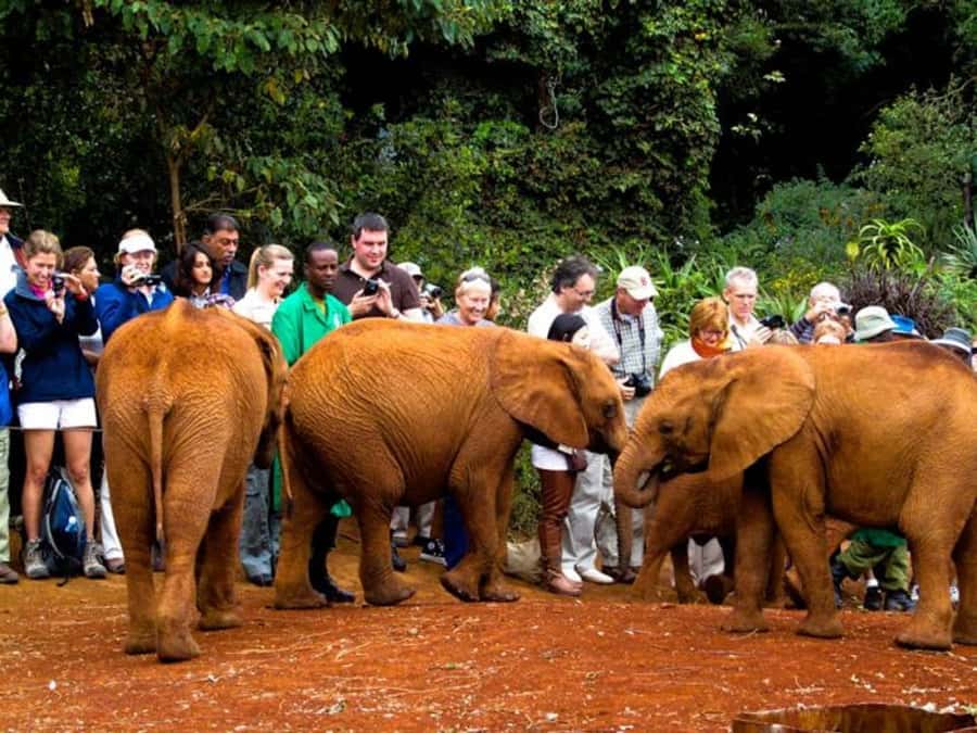 Nairobi: Elephant Orphanage Trust and Giraffe Center Tour - Should you book this Nairobi animal tour?
