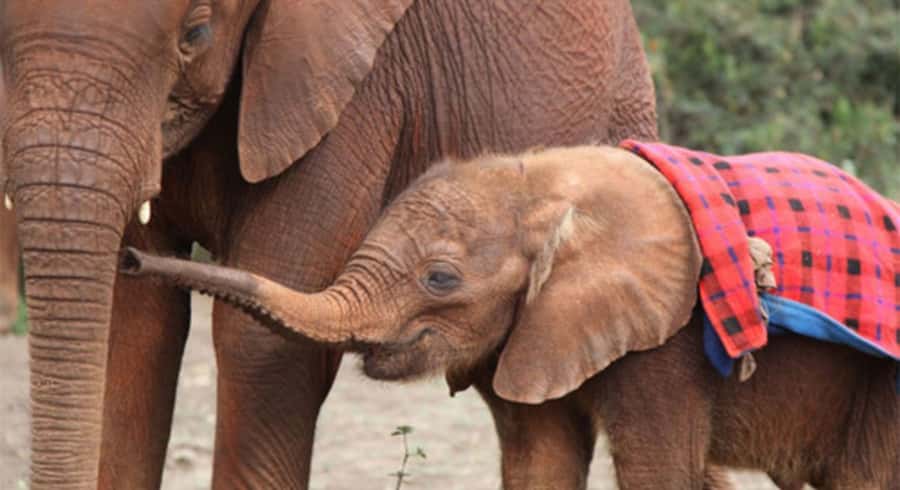 Nairobi: Elephant Orphanage Trust and Giraffe Center Tour - Feeding Rothschild’s giraffes at the Giraffe Centre