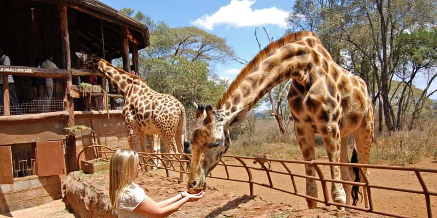 Nairobi: Elephant Sanctuary and Giraffe Center Day Tour - Key points at a glance