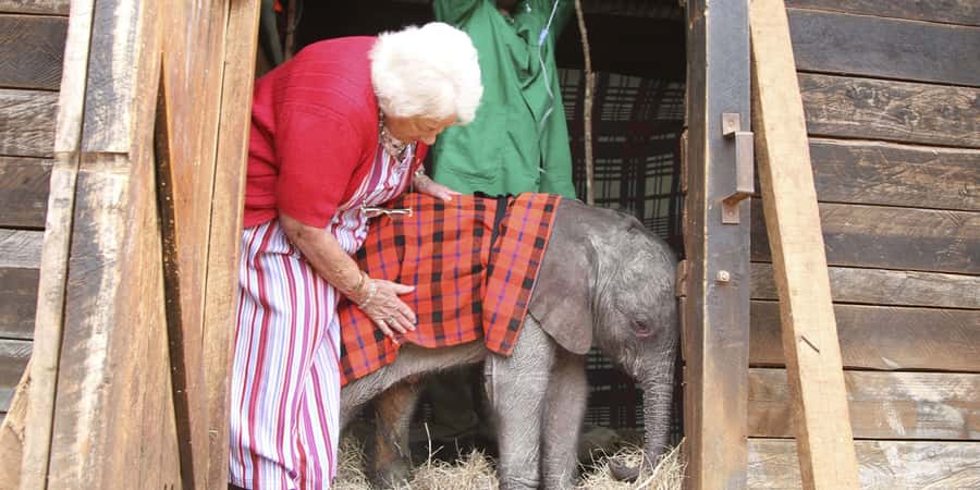 Nairobi: Elephant Sanctuary and Giraffe Center Day Tour - Why these two animal stops work so well together