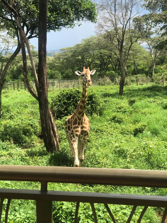 Nairobi: Elephant Sanctuary and Giraffe Center Day Tour - What the elephant visit feels like