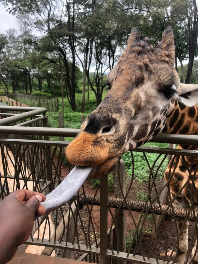Nairobi: Elephant Sanctuary and Giraffe Center Day Tour - Feeding Rothschild giraffes