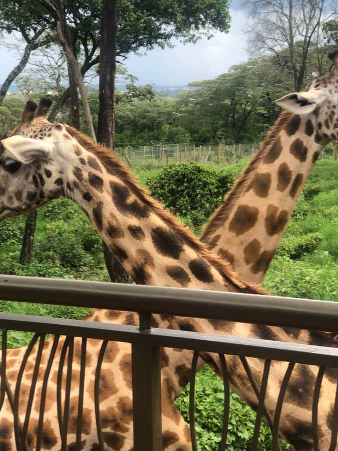 Nairobi: Elephant Sanctuary and Giraffe Center Day Tour - Lunch, craft stops, and the shape of the day