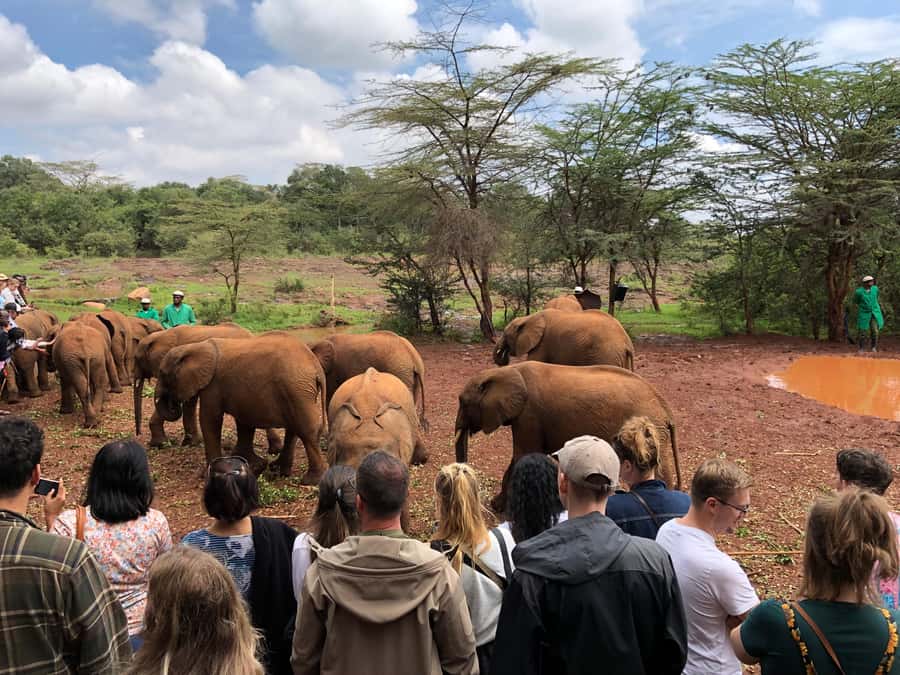 Nairobi: Elephant Sanctuary and Giraffe Center Day Tour - Is $40 good value?