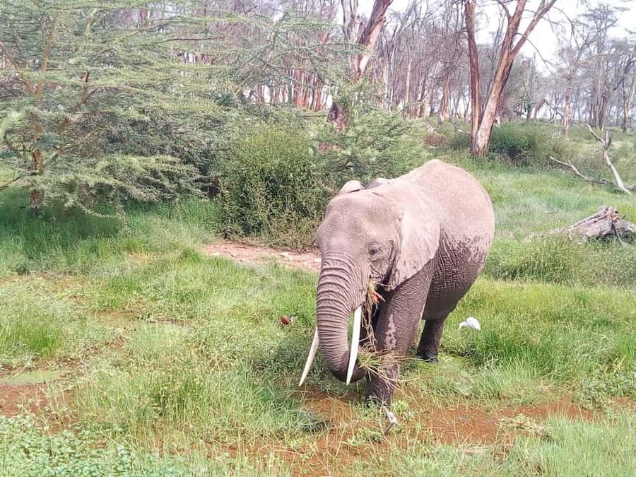 Nairobi: Elephants, Giraffes, Karen Blixen & Bomas Tour - Key points to know before booking