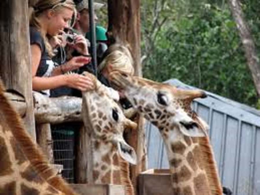 Nairobi: Elephants, Giraffes, Karen Blixen & Bomas Tour - Why this Nairobi day works well