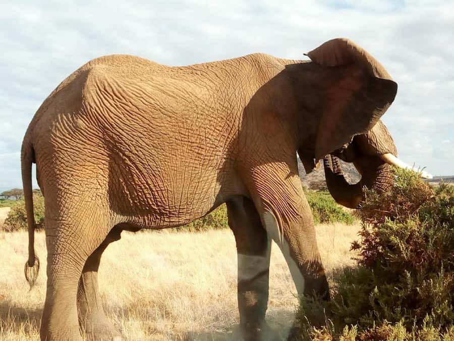 Nairobi: Elephants, Giraffes, Karen Blixen & Bomas Tour - A Maasai market stop for gifts