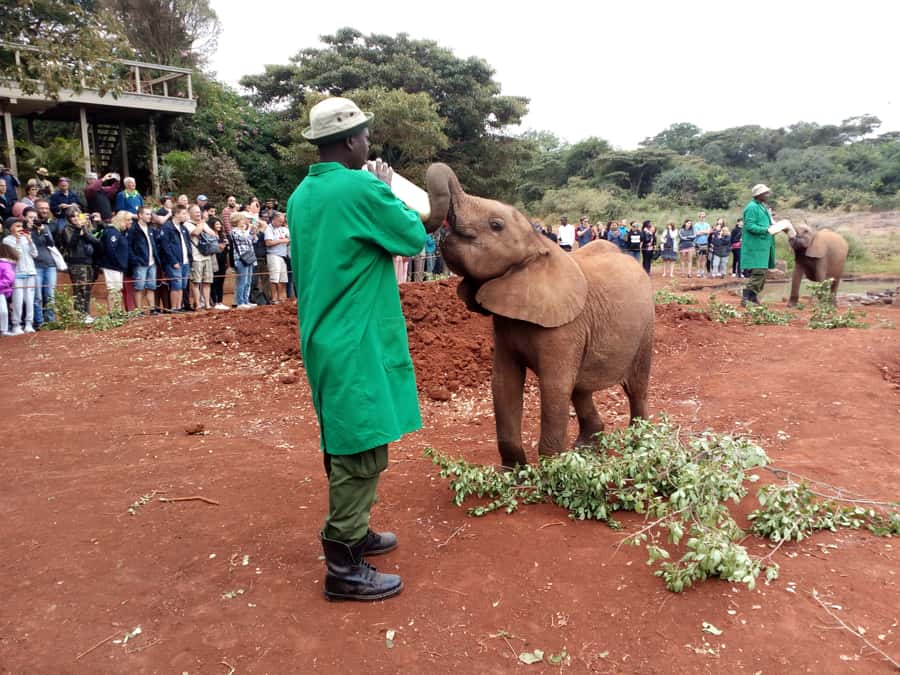 Nairobi: Elephants, Giraffes, Karen Blixen & Bomas Tour - What the driver and guide arrangement means