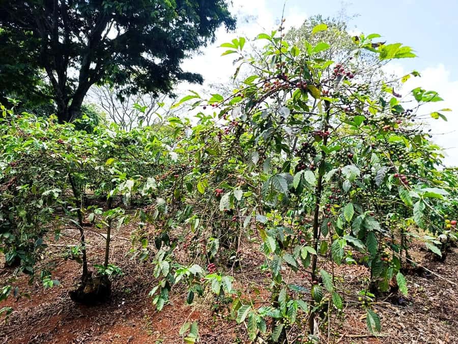 Nairobi: Fairview Coffee Estate Tour with Pickup - Following cherries through the wet mill