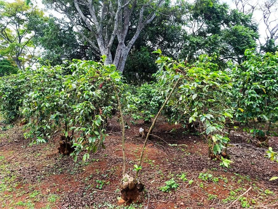 Nairobi: Fairview Coffee Estate Tour with Pickup - The dry mill and the road to the finished bean