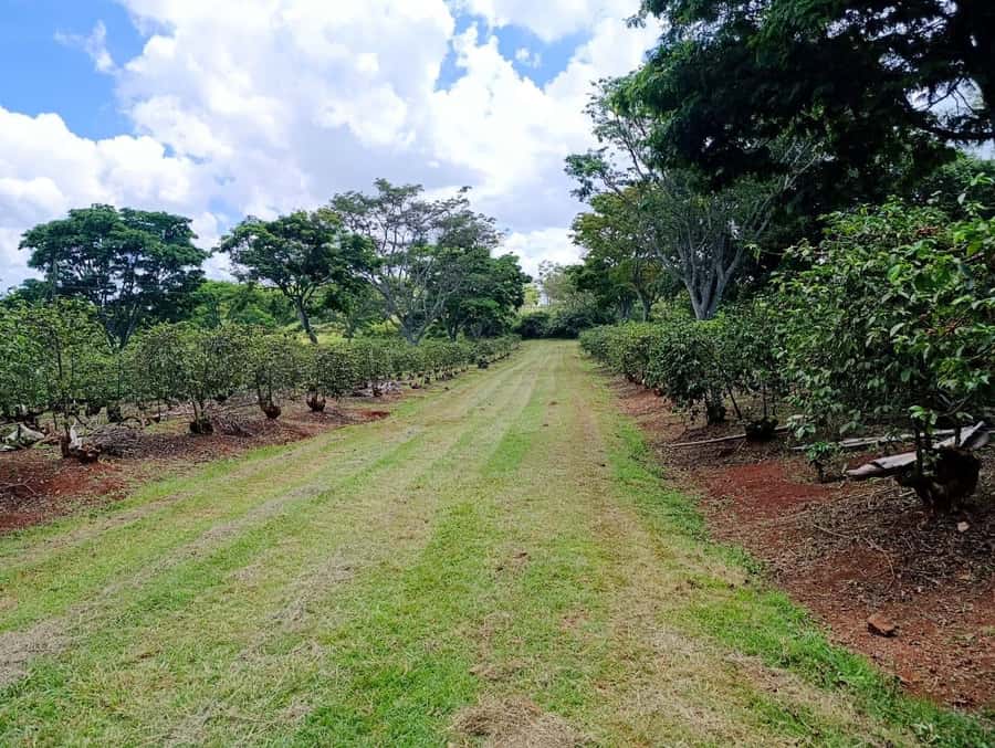 Nairobi: Fairview Coffee Estate Tour with Pickup - A quiet terrace with fruit and pastries